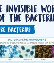 Cover bacteria article